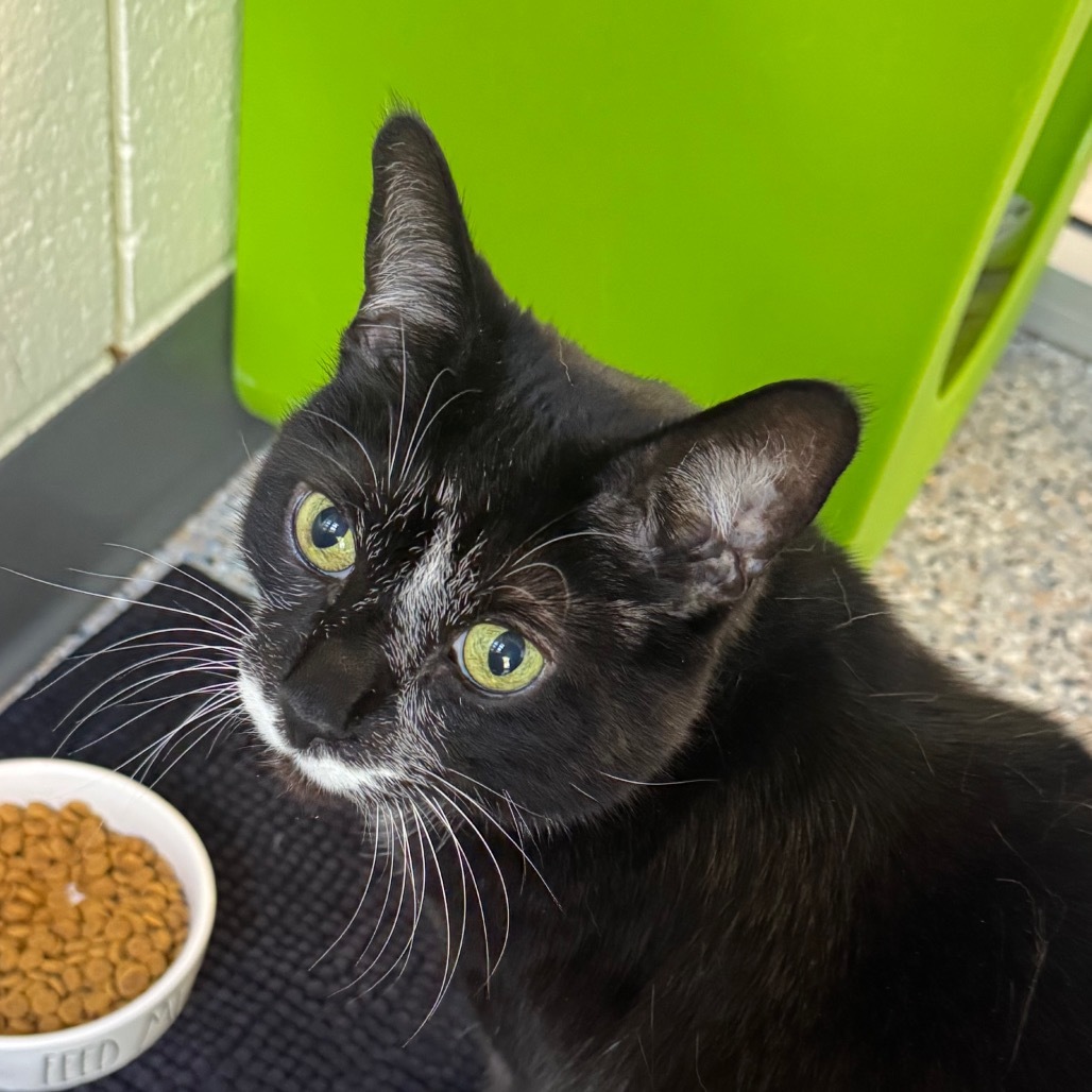 Bernie (Holland Cat Cove)