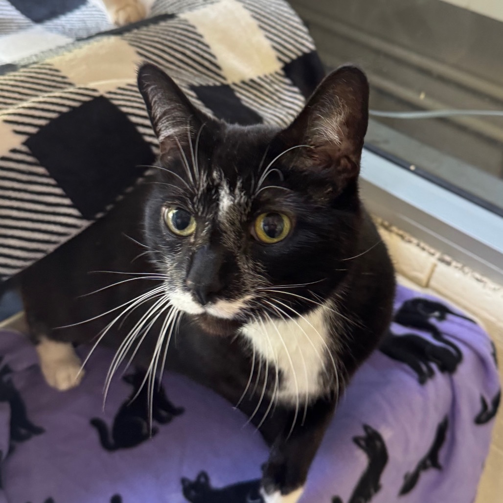 Bernie (Holland Cat Cove)