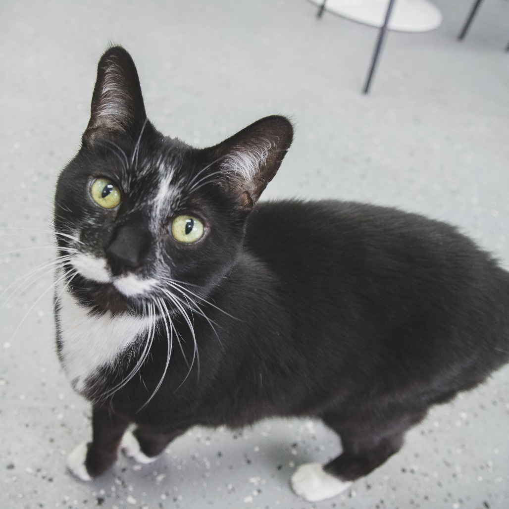 Bernie (Holland Cat Cove)