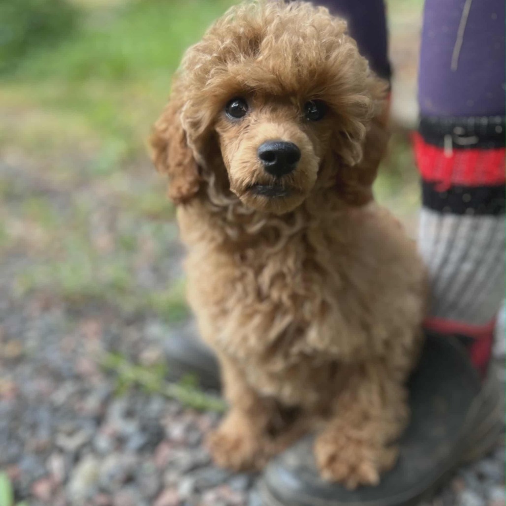 Napoleon Dynamite, an adoptable Golden Retriever, Poodle in Cloquet, MN, 55720 | Photo Image 1