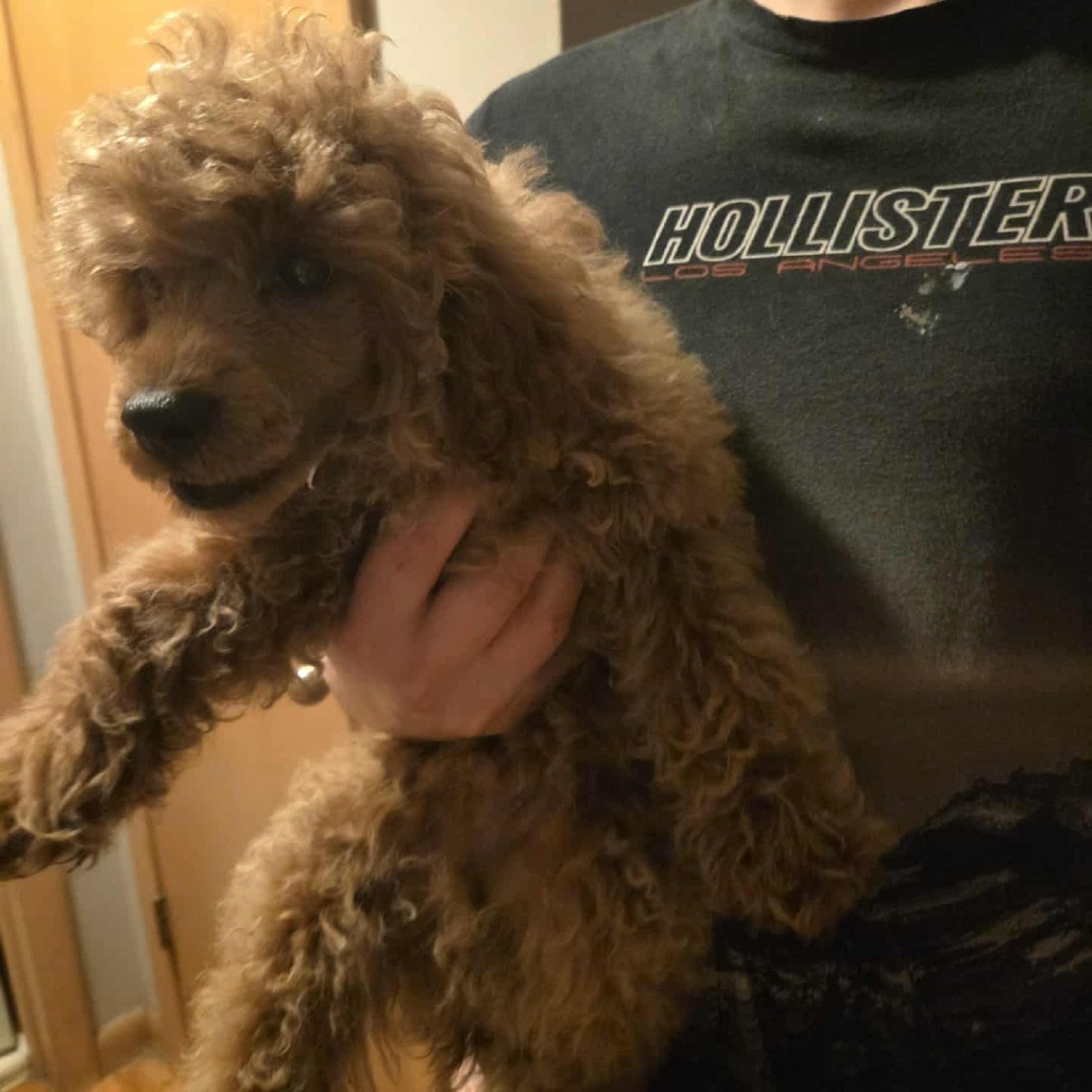 Napoleon Dynamite, an adoptable Golden Retriever, Poodle in Cloquet, MN, 55720 | Photo Image 2