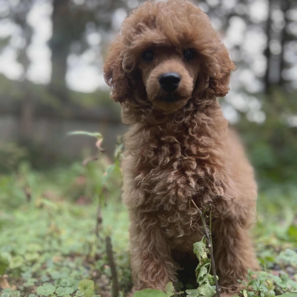 Napoleon Dynamite, an adoptable Golden Retriever, Poodle in Cloquet, MN, 55720 | Photo Image 4