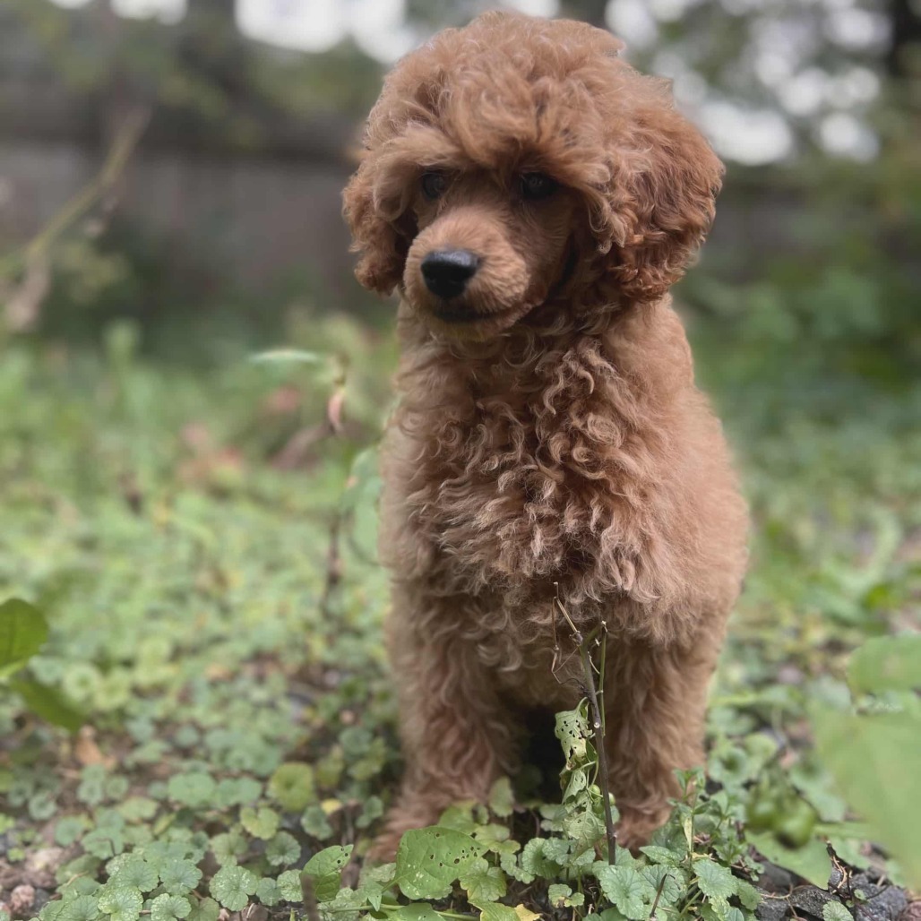Napoleon Dynamite, an adoptable Golden Retriever, Poodle in Cloquet, MN, 55720 | Photo Image 5