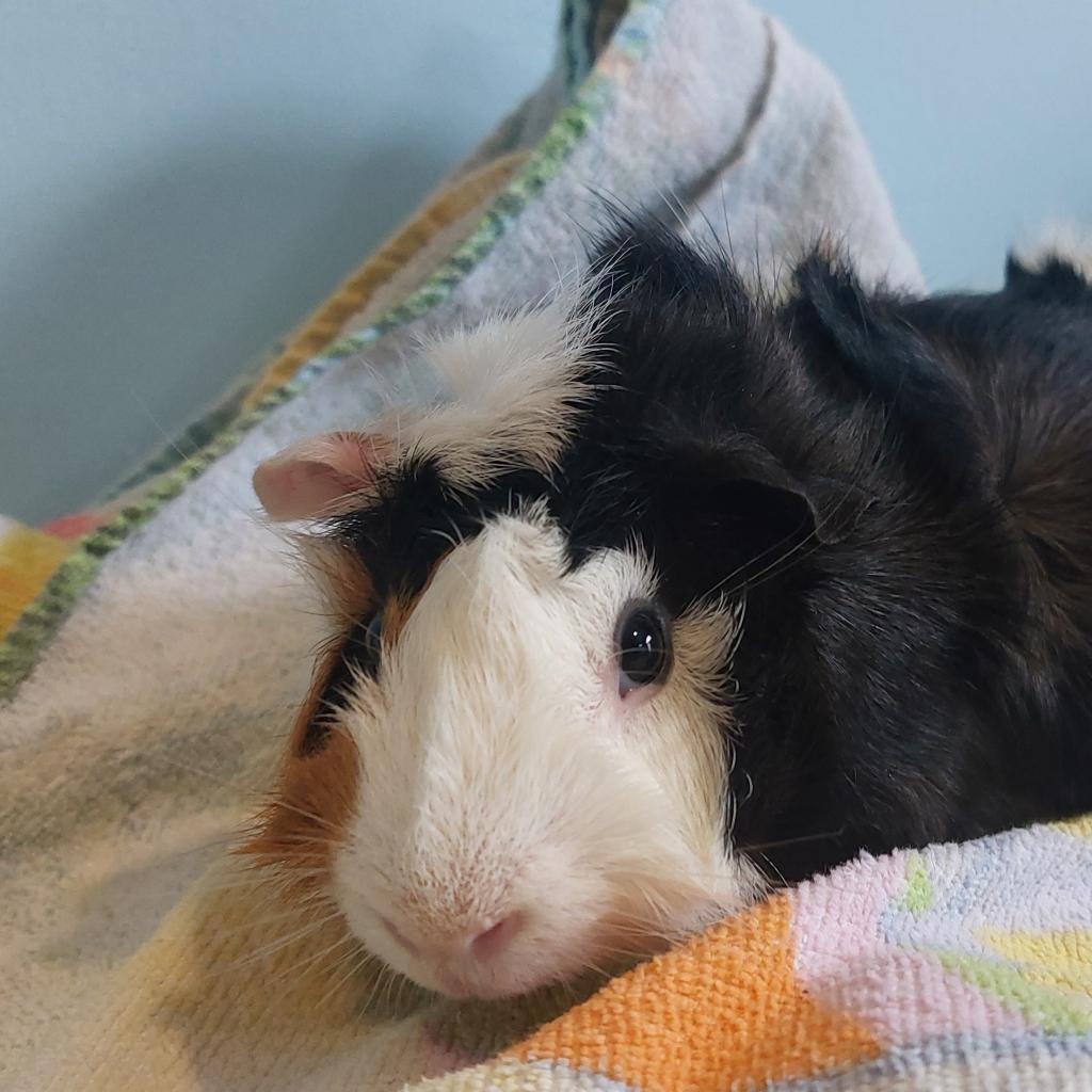 Oso