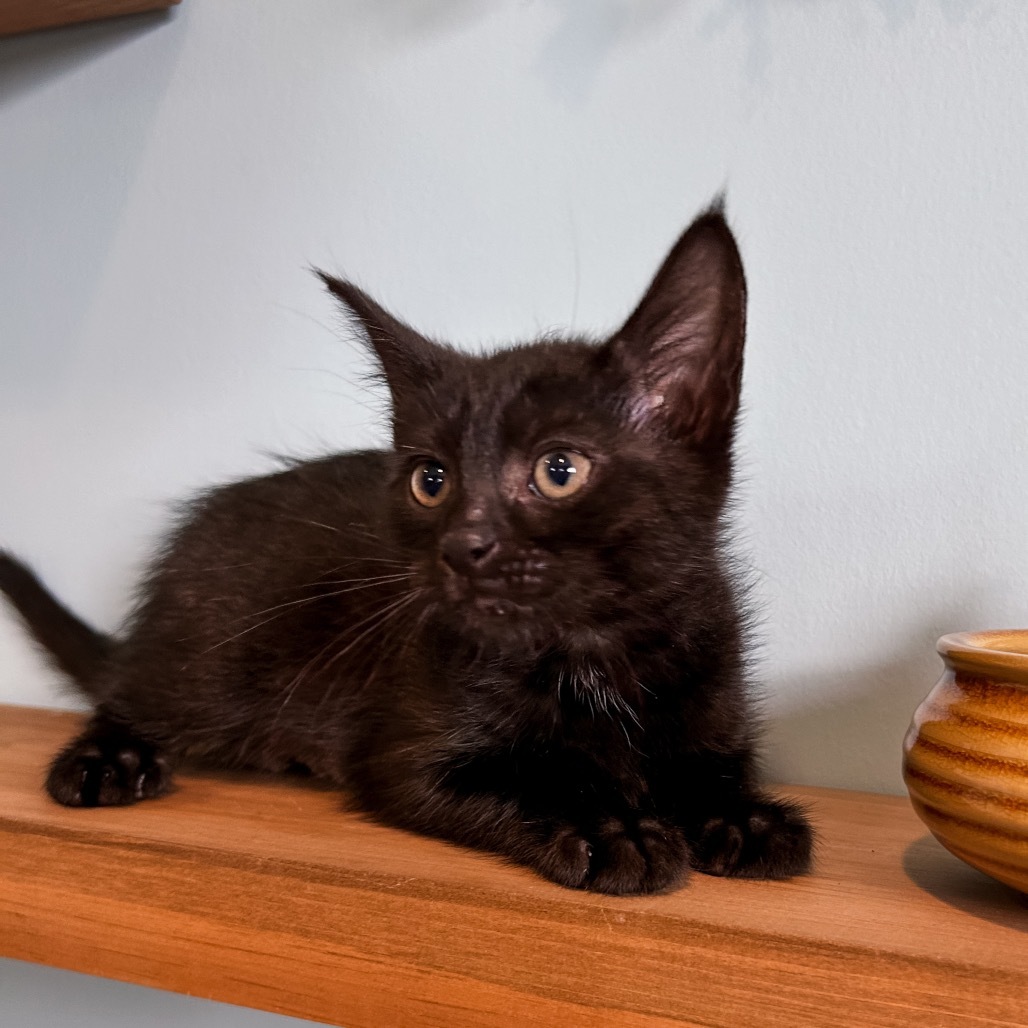 Onyx FKA Picchu
