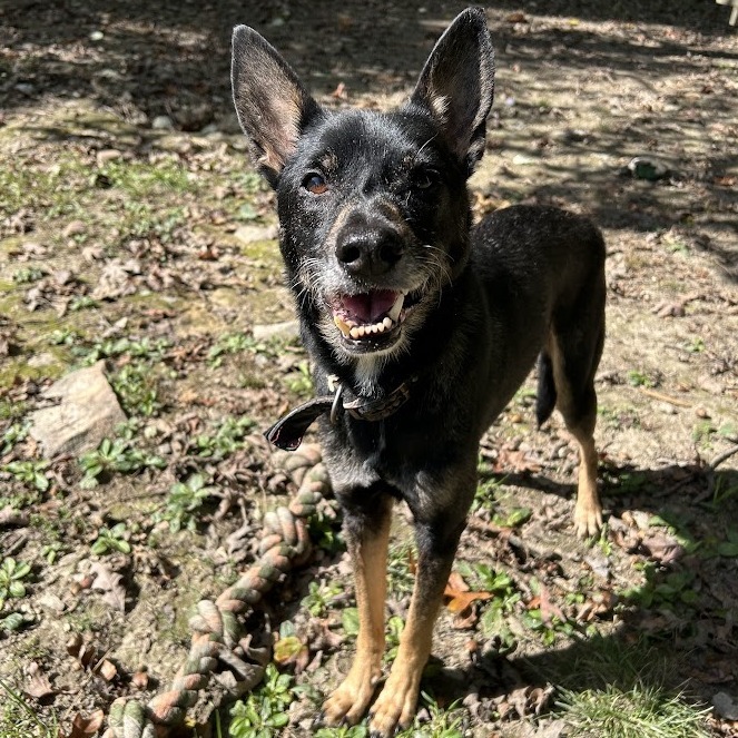 Yoda
