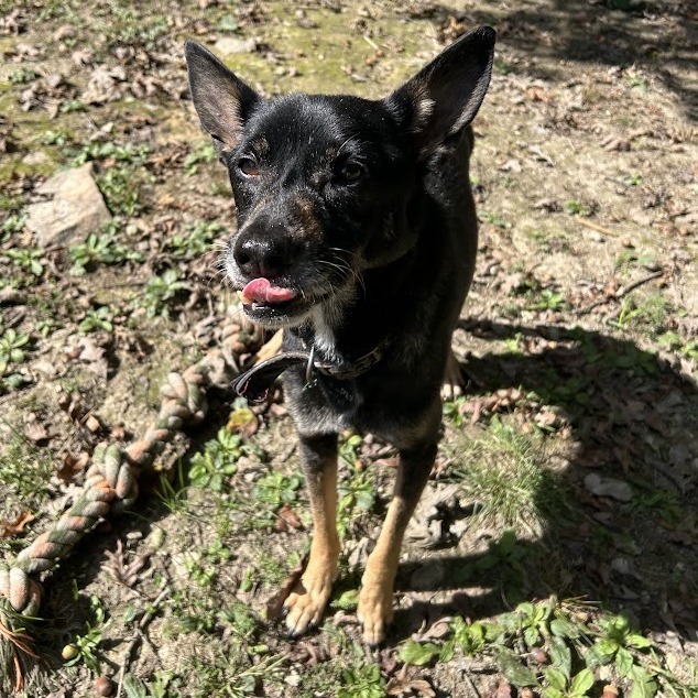 Yoda