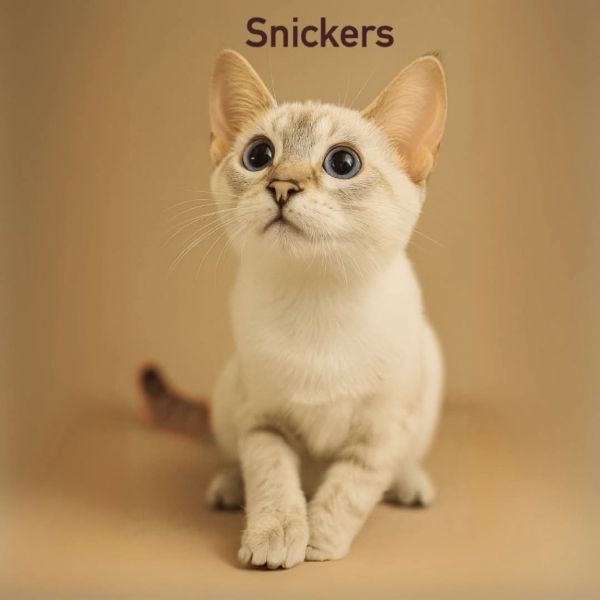 Snickers photo 1