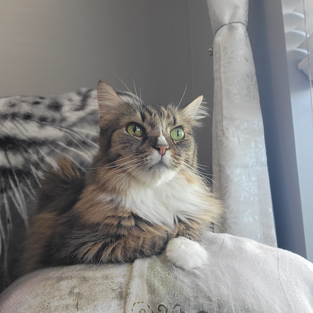 Lula Belle