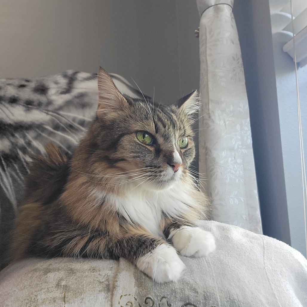 Lula Belle