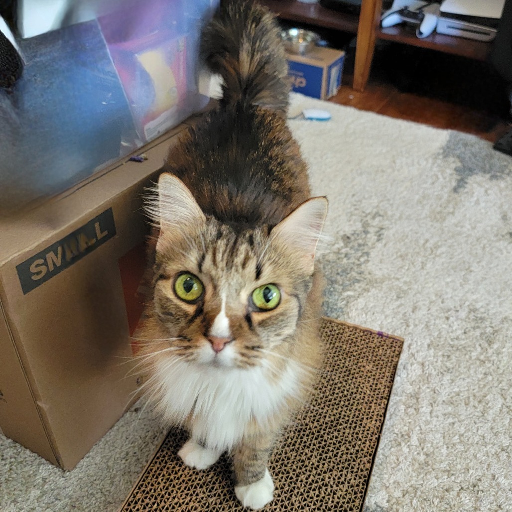 Lula Belle