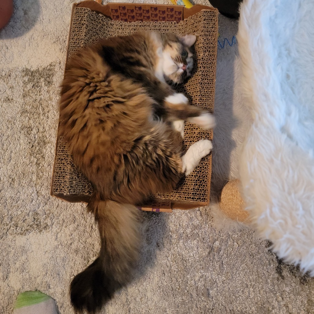 Lula Belle