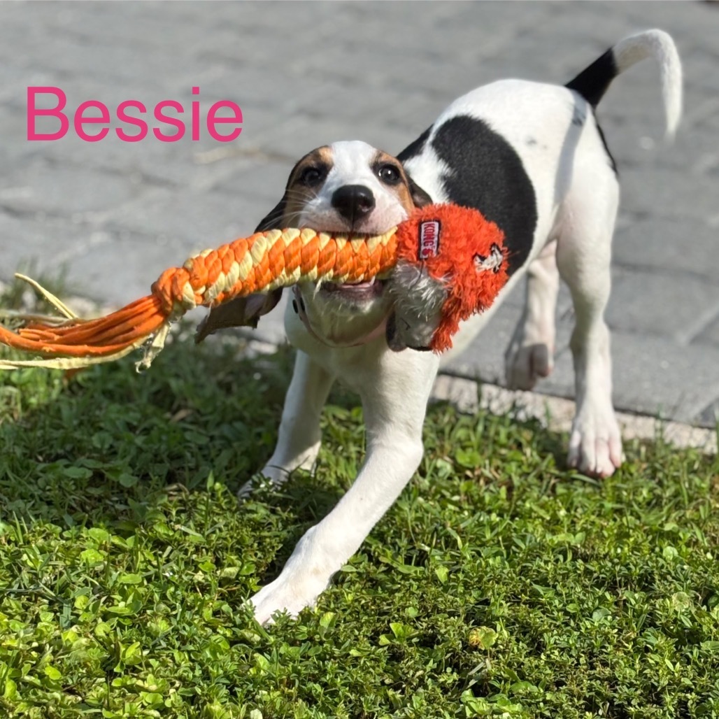 BESSIE