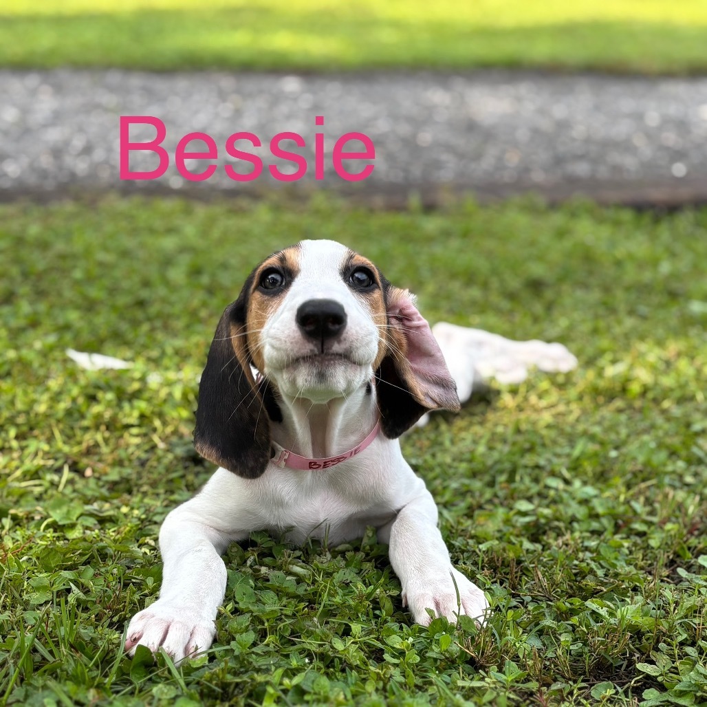 BESSIE