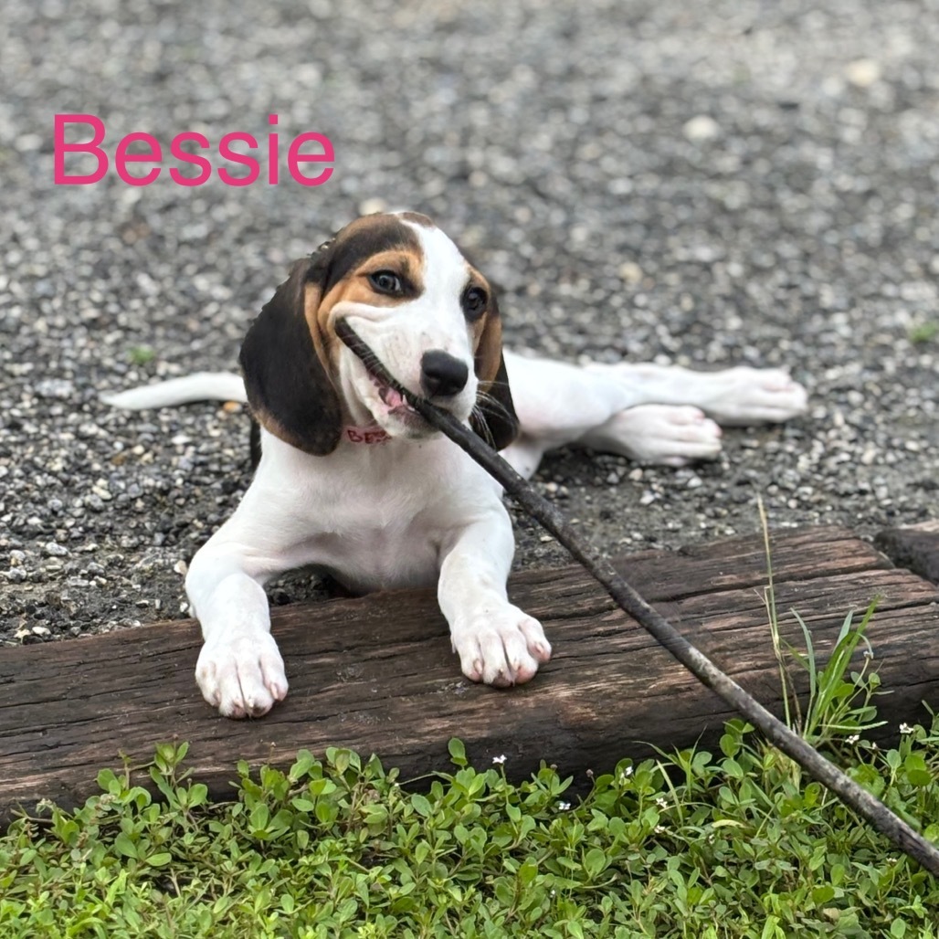 BESSIE