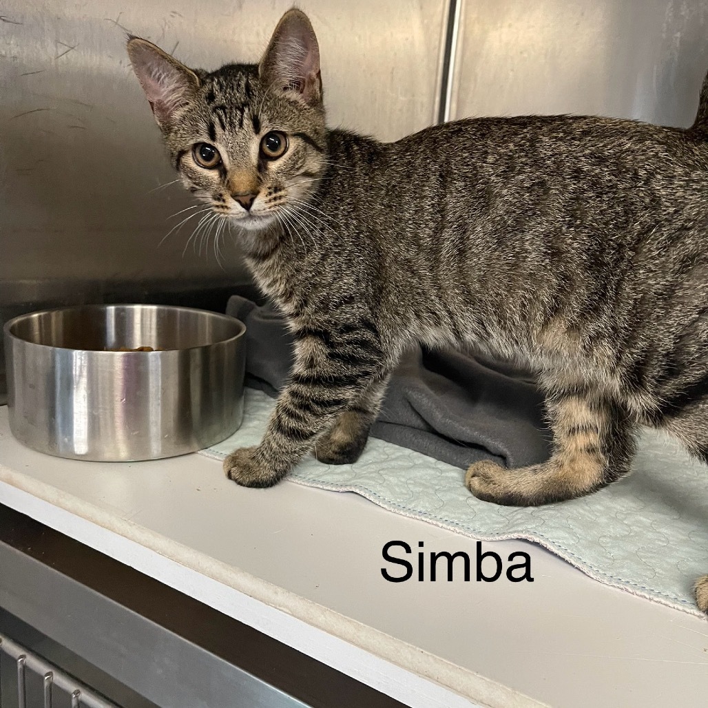 Simba