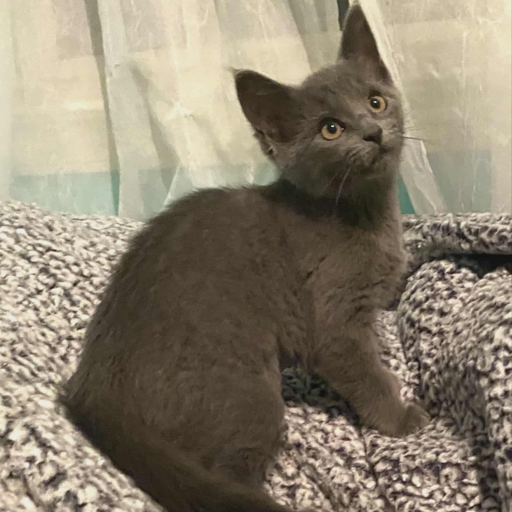 Moon (Adopt with a sibling)