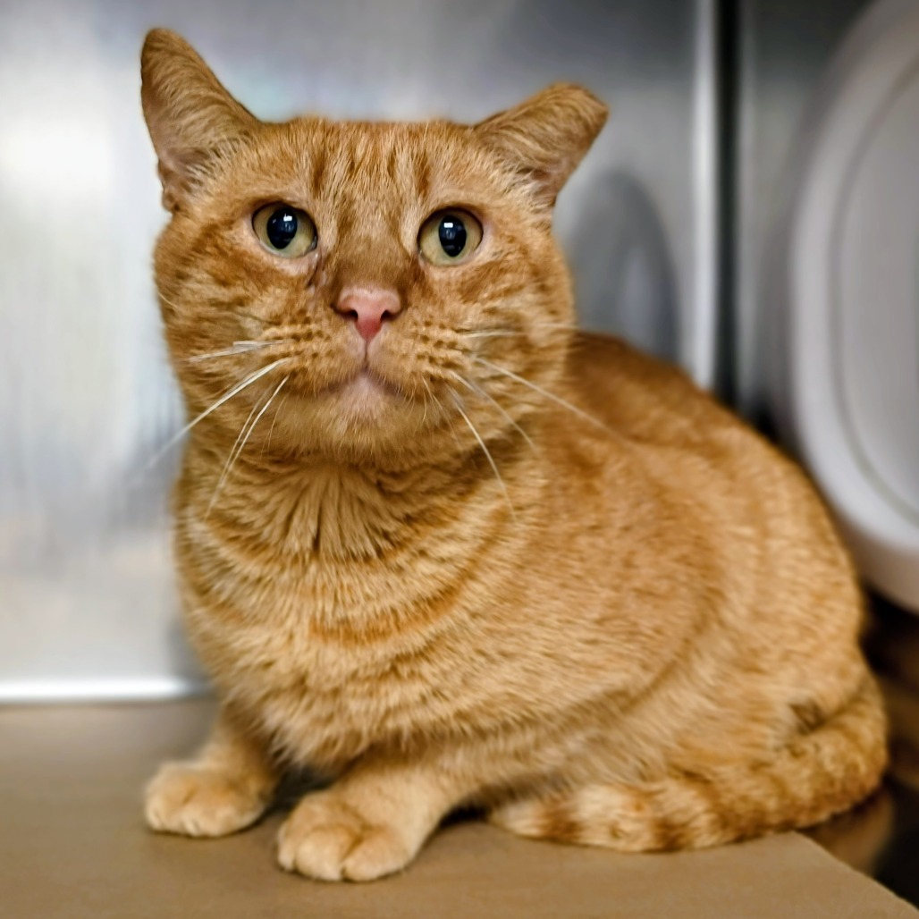 Billy / GCAC-Wildlife-115199