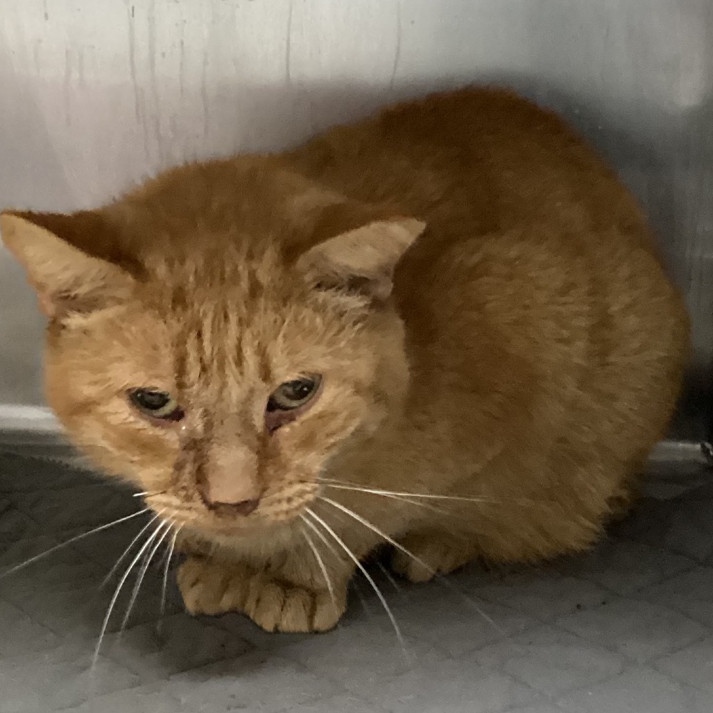 Billy / GCAC-Wildlife-115199