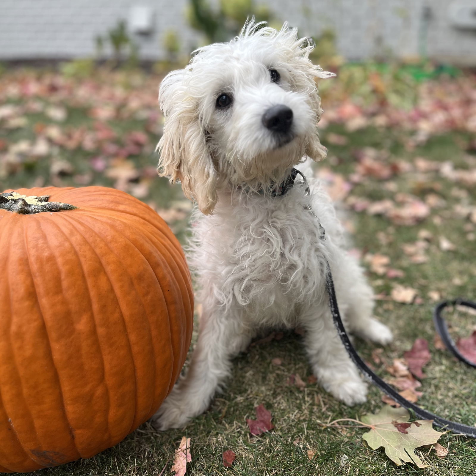 Falkor, an adoptable Cockapoo in Brooklyn Center, MN, 55429 | Photo Image 1