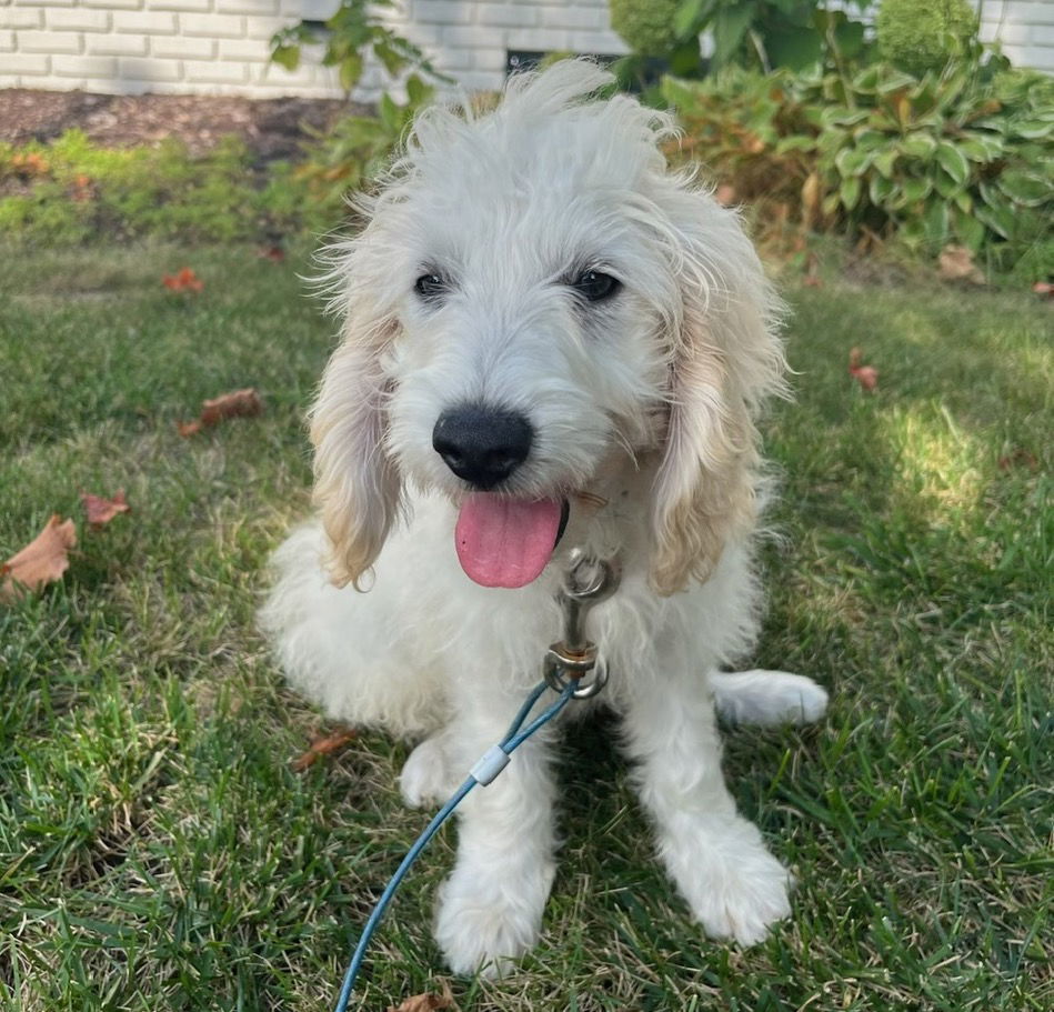 Falkor, an adoptable Cockapoo in Brooklyn Center, MN, 55429 | Photo Image 2