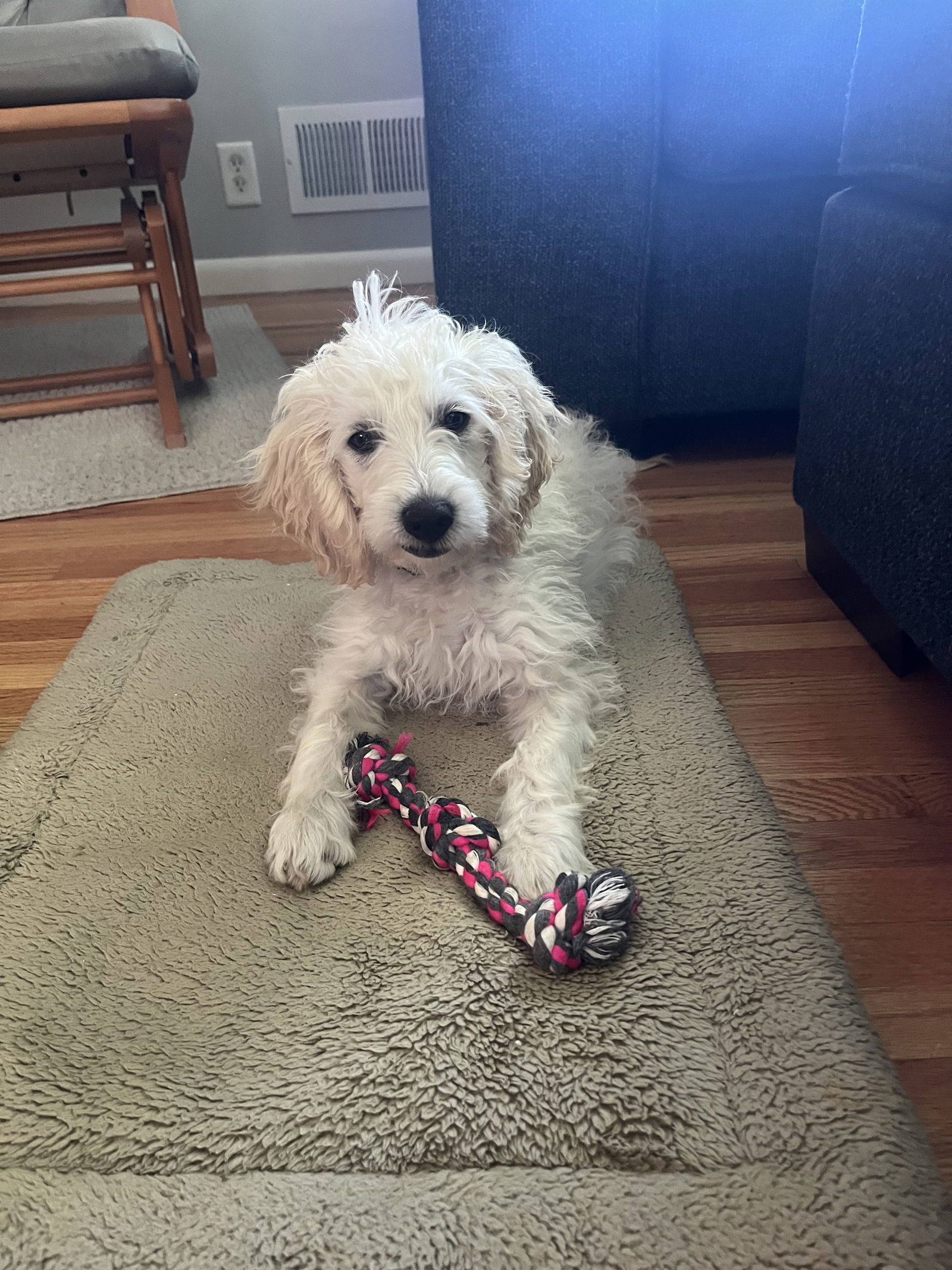 Falkor, an adoptable Cockapoo in Brooklyn Center, MN, 55429 | Photo Image 3