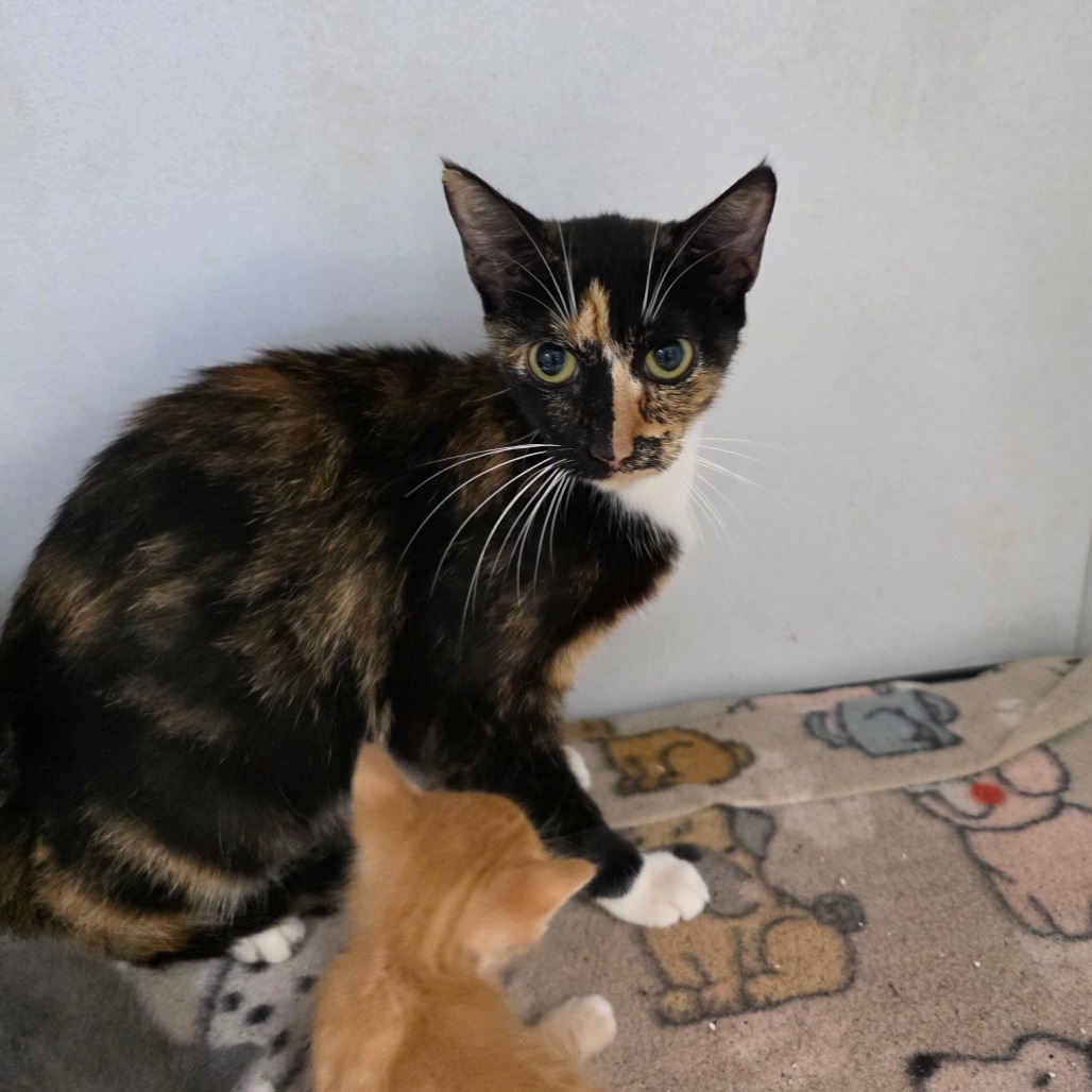 Roxy, an adoptable Domestic Short Hair in Duncan, OK, 73533 | Photo Image 1