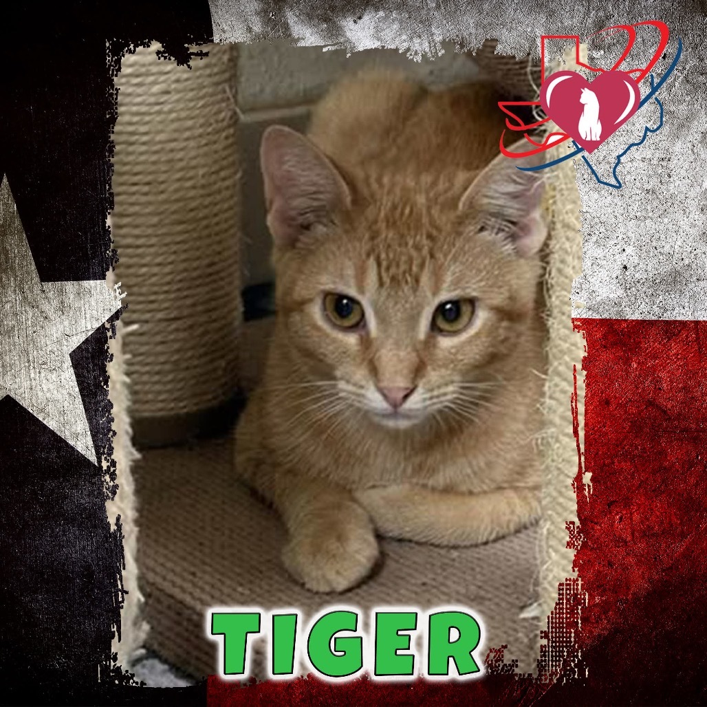 Tiger, an adoptable Domestic Short Hair in Kingman, AZ, 86401 | Photo Image 1