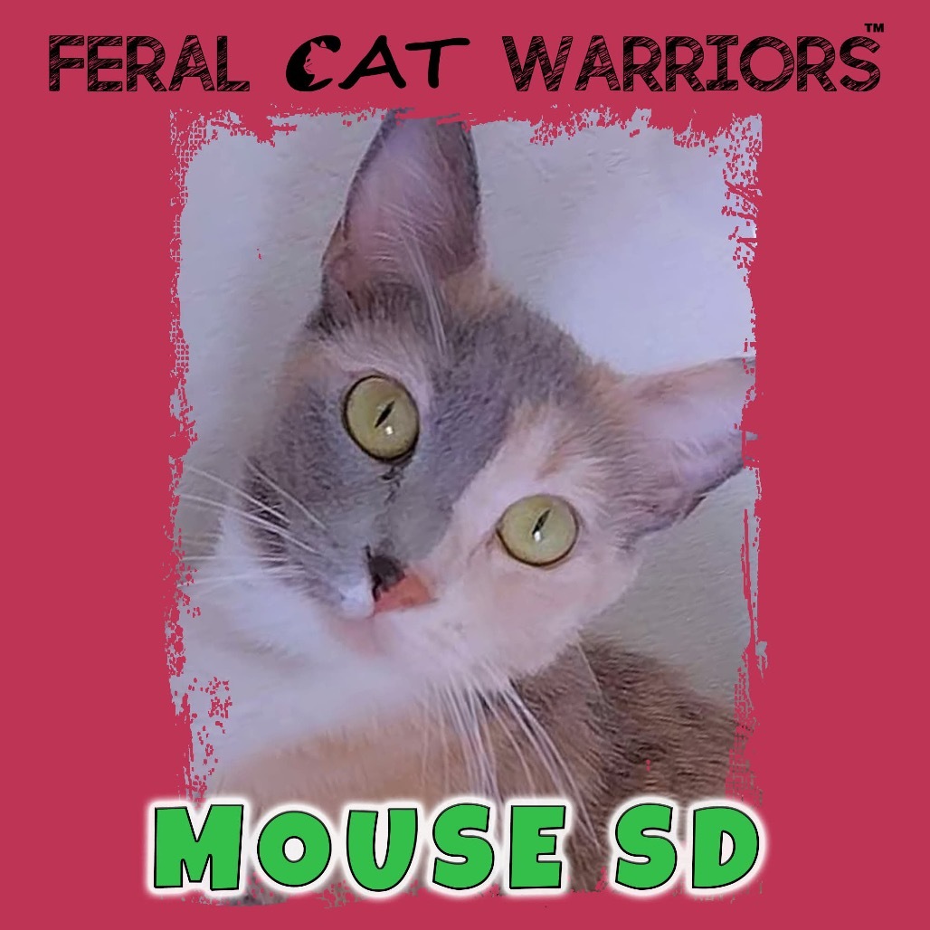 Mouse SD, an adoptable Domestic Short Hair in Kingman, AZ, 86401 | Photo Image 1