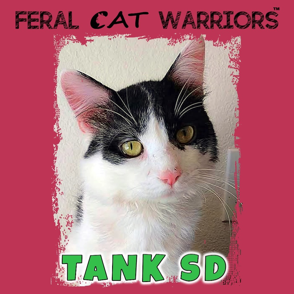 Tank SD, an adoptable Domestic Medium Hair in Kingman, AZ, 86401 | Photo Image 1