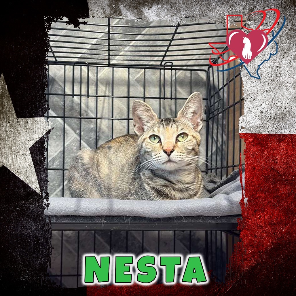 Nesta, an adoptable Domestic Short Hair in Kingman, AZ, 86401 | Photo Image 1
