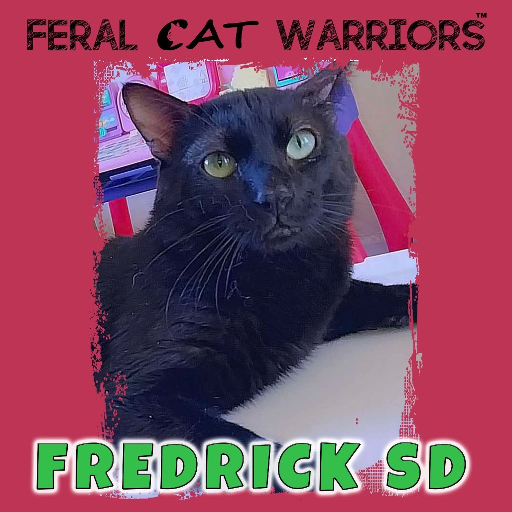 Fredrick SD, an adoptable Domestic Short Hair in Kingman, AZ, 86401 | Photo Image 1