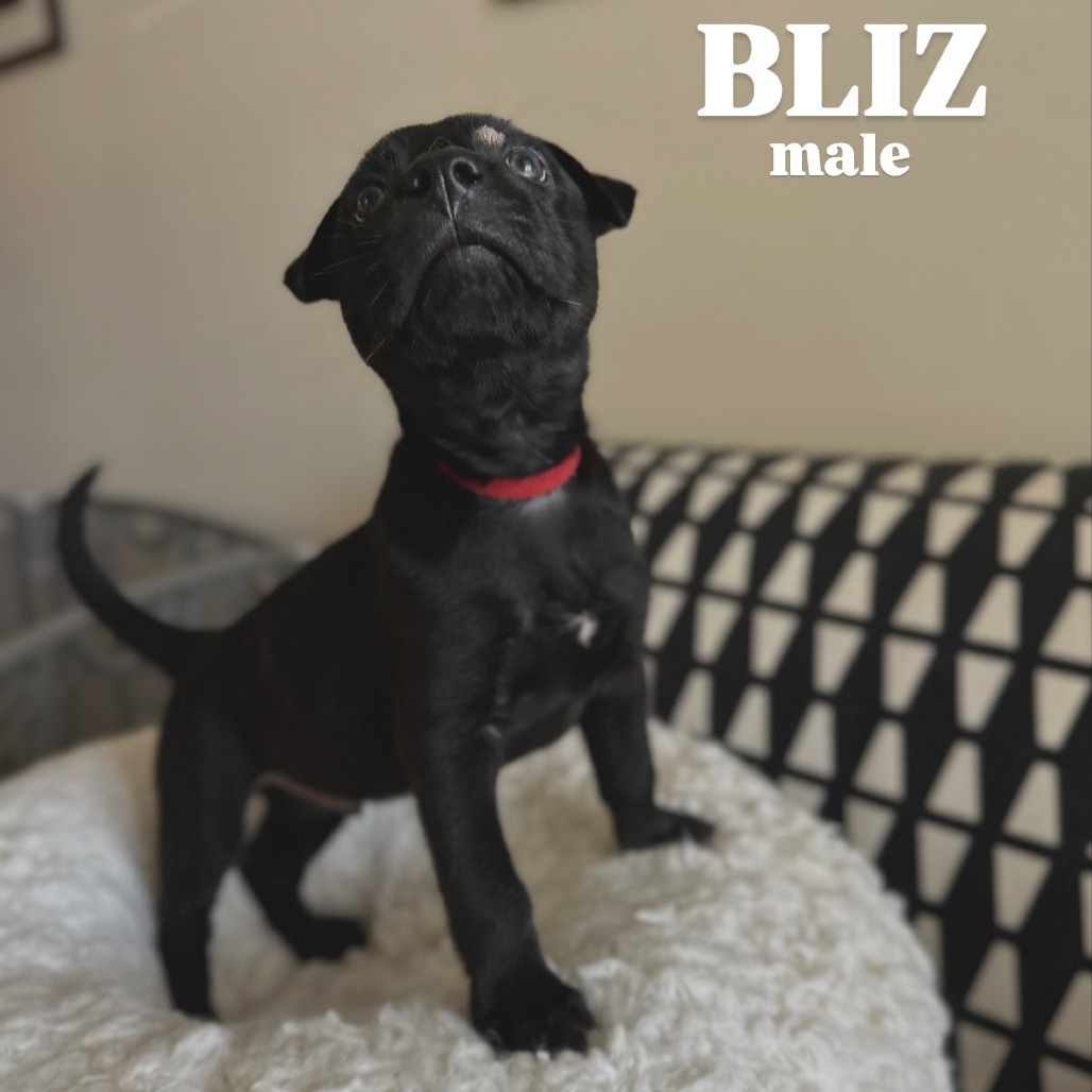 Blizz
