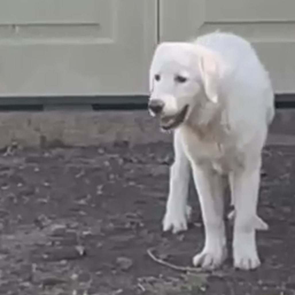 Sneauxball