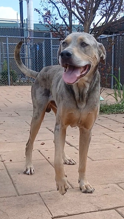 Spartacus thumbnail 2