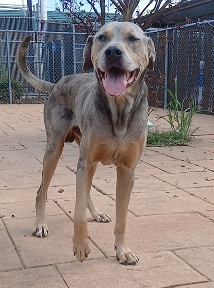 Spartacus thumbnail 3