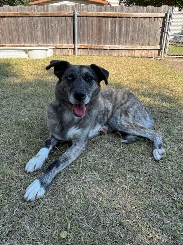 Adelind, an adoptable Husky in Great Bend, KS, 67530 | Photo Image 1