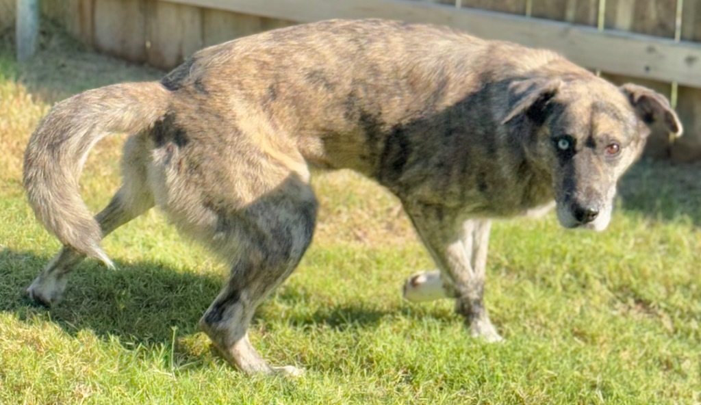 Adelind, an adoptable Husky in Great Bend, KS, 67530 | Photo Image 2