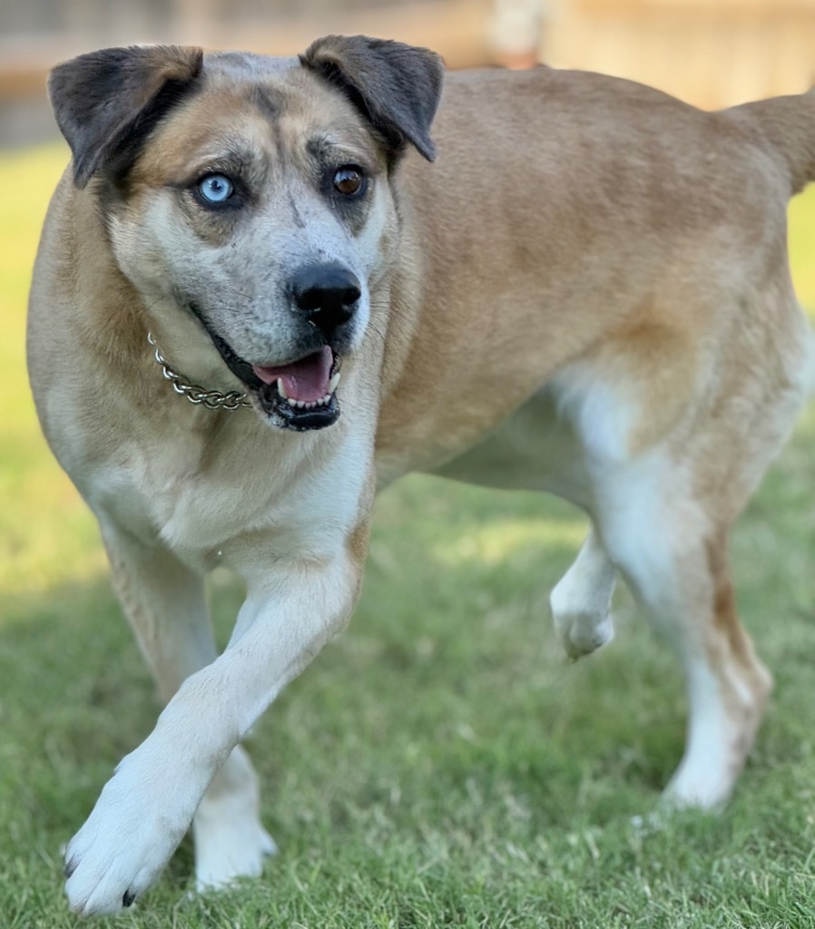 Katara, an adoptable Husky in Great Bend, KS, 67530 | Photo Image 1