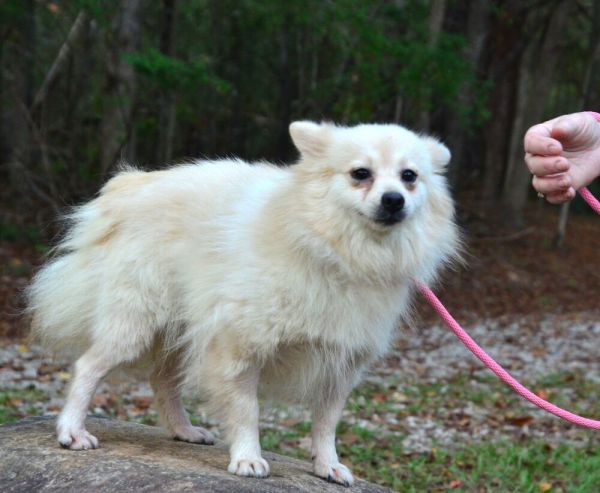Abby thumbnail 6