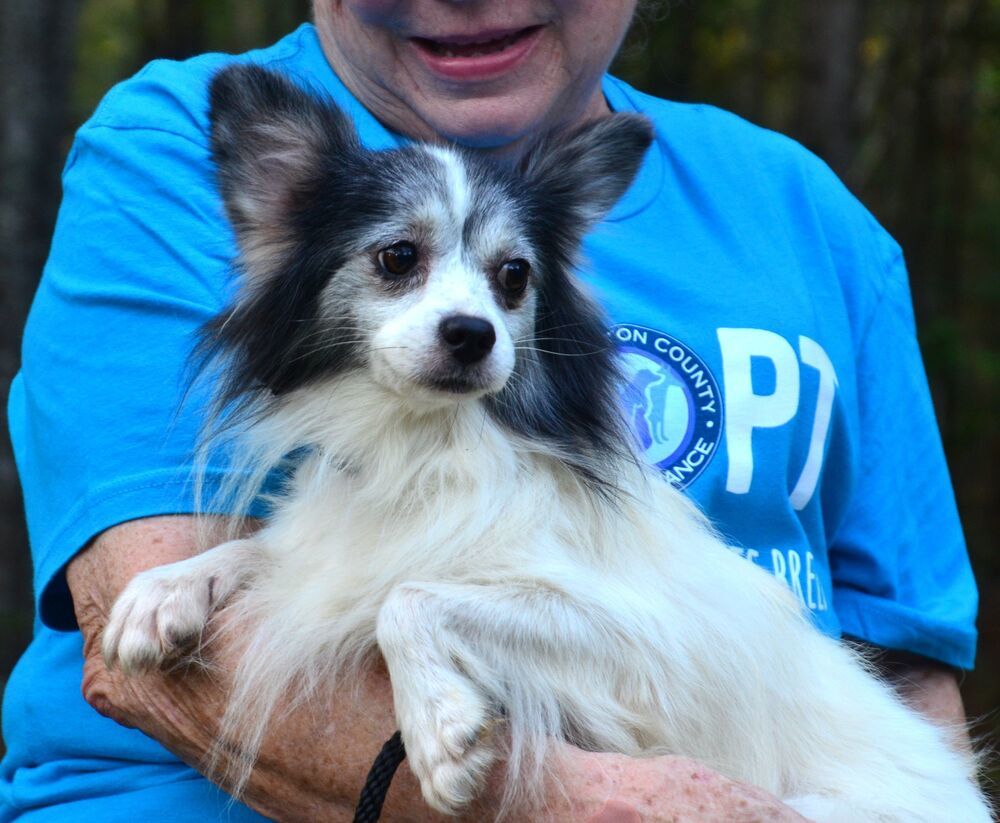 Little Danny, an adoptable Papillon in Willingboro, NJ, 08046 | Photo Image 1