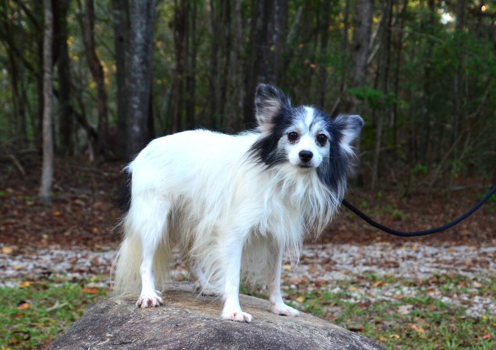 Little Danny, an adoptable Papillon in Willingboro, NJ, 08046 | Photo Image 2