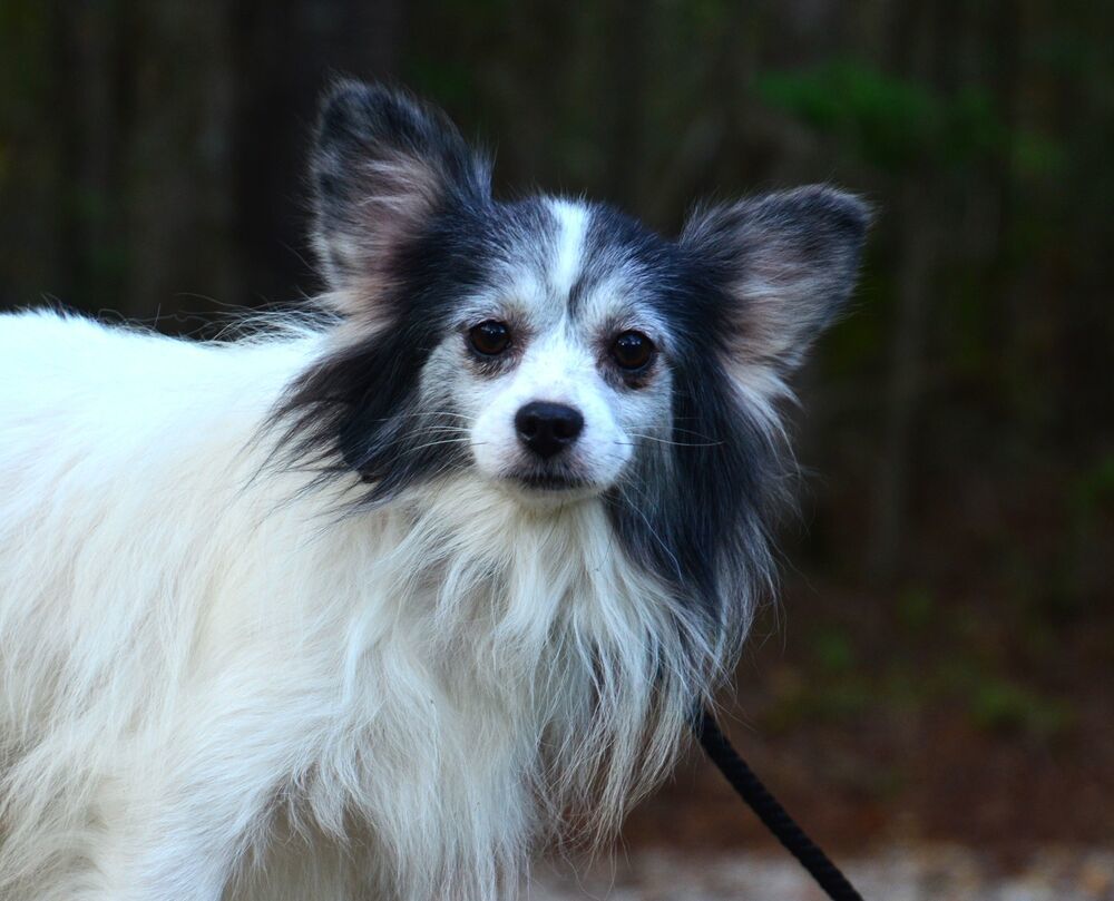 Little Danny, an adoptable Papillon in Willingboro, NJ, 08046 | Photo Image 3