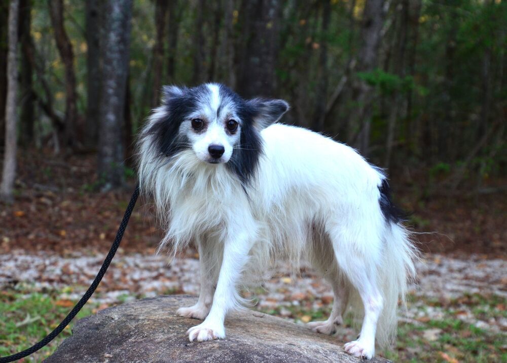 Little Danny, an adoptable Papillon in Willingboro, NJ, 08046 | Photo Image 4