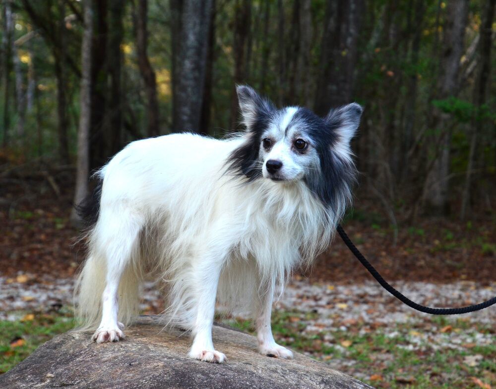 Little Danny, an adoptable Papillon in Willingboro, NJ, 08046 | Photo Image 5