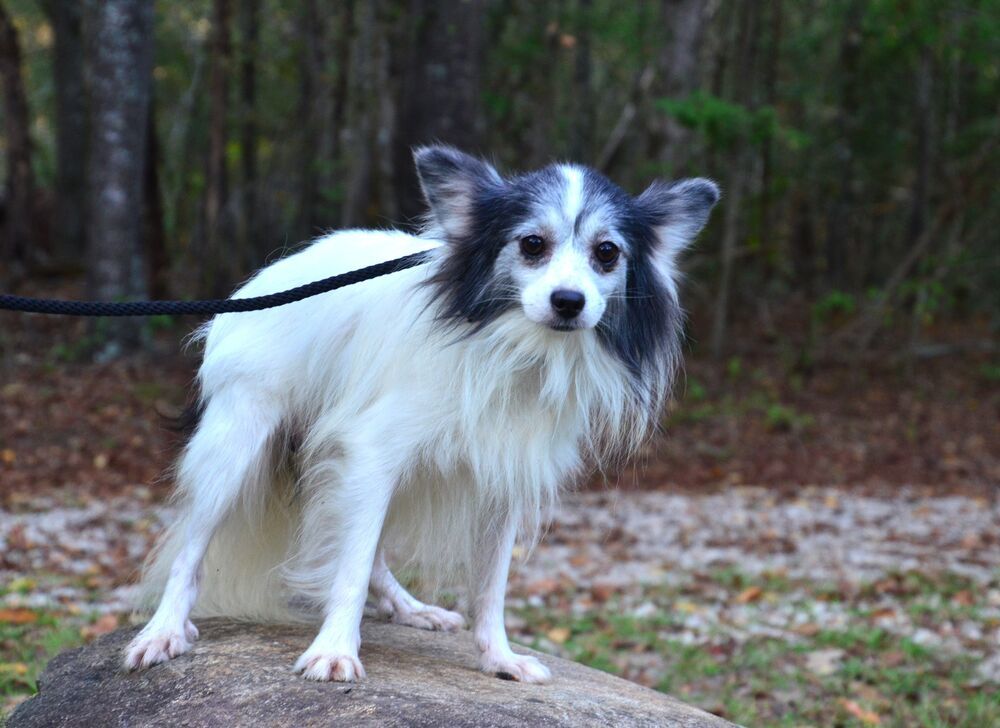 Little Danny, an adoptable Papillon in Willingboro, NJ, 08046 | Photo Image 6