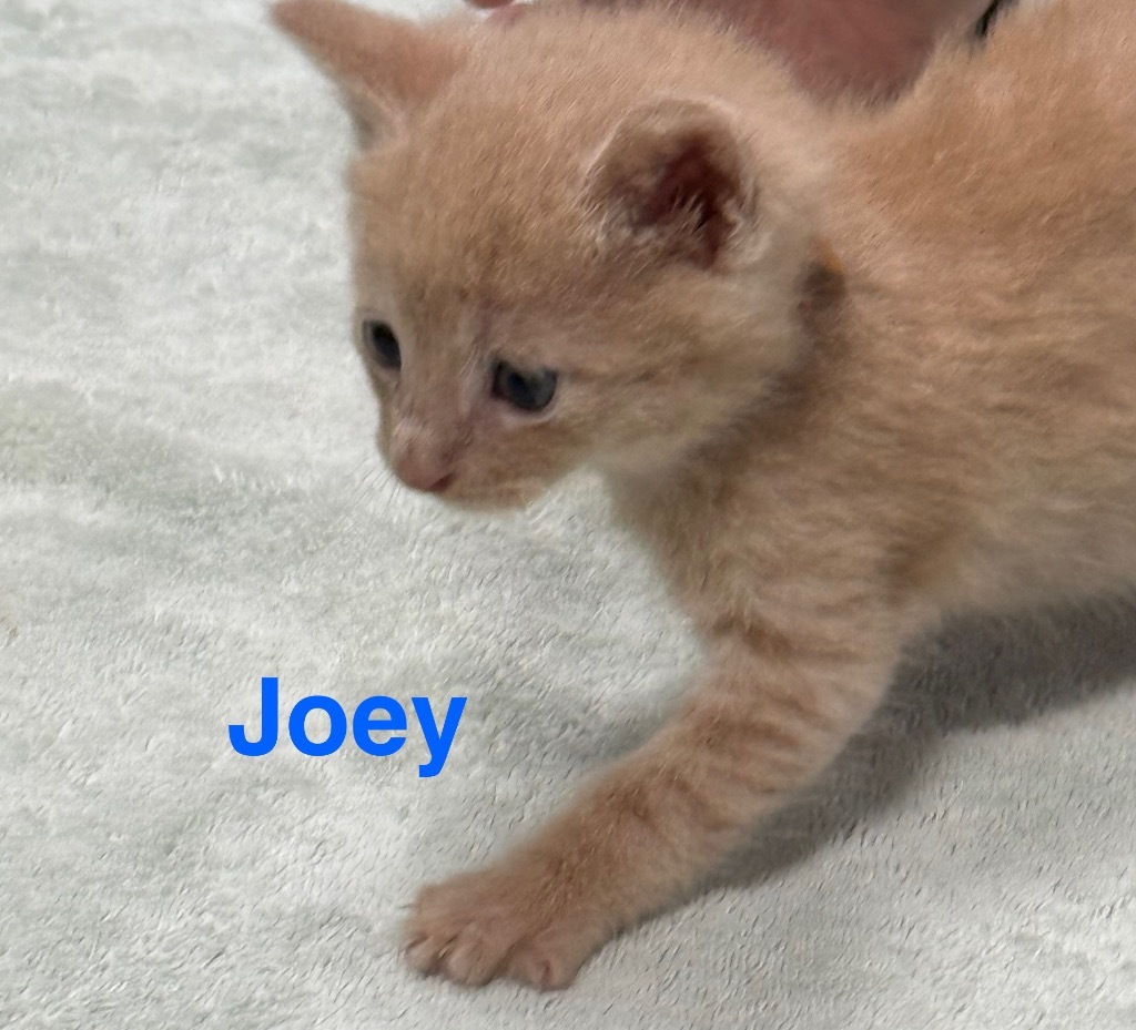 Joey