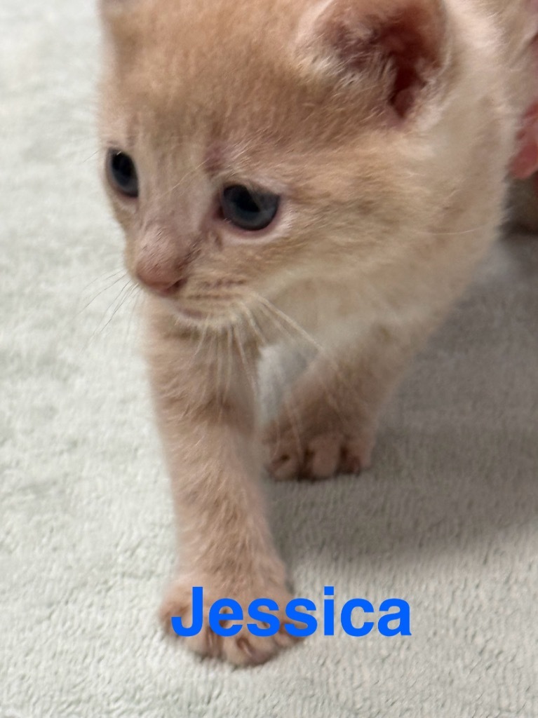 Jessica