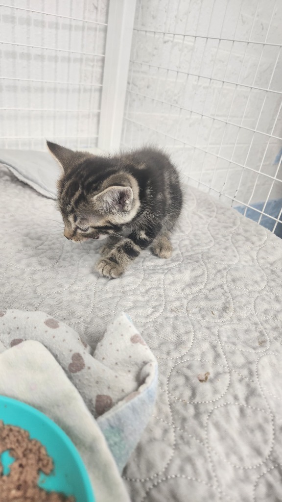 Larry, an adoptable Domestic Short Hair in Brookings, OR, 97415 | Photo Image 1