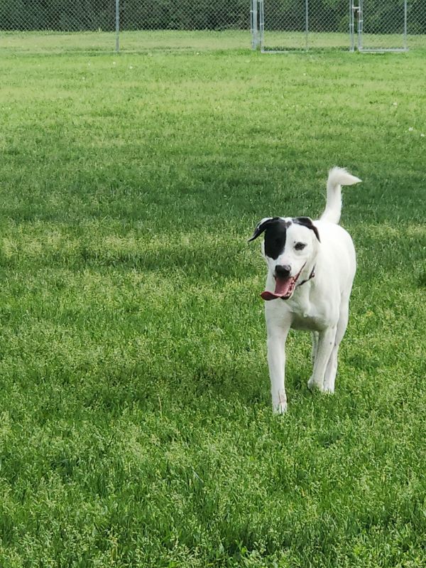 Benelli Belly photo 1